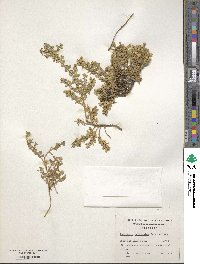 Baccharis patagonica image