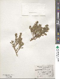 Baccharis patagonica image