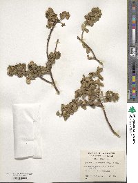 Baccharis patagonica image