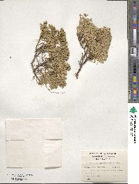 Baccharis patagonica image