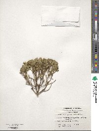 Baccharis patagonica image