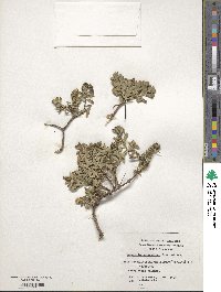 Baccharis patagonica image