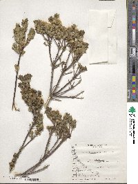 Baccharis patagonica image