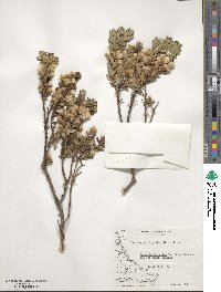 Baccharis patagonica image