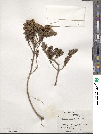 Baccharis patagonica image