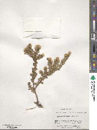 Baccharis patagonica image