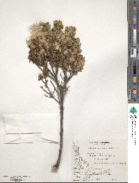 Baccharis patagonica image