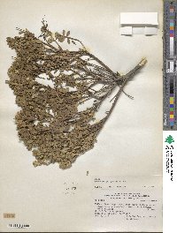 Baccharis patagonica image