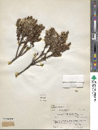 Baccharis patagonica image