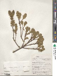 Baccharis patagonica image