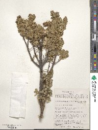 Baccharis patagonica image