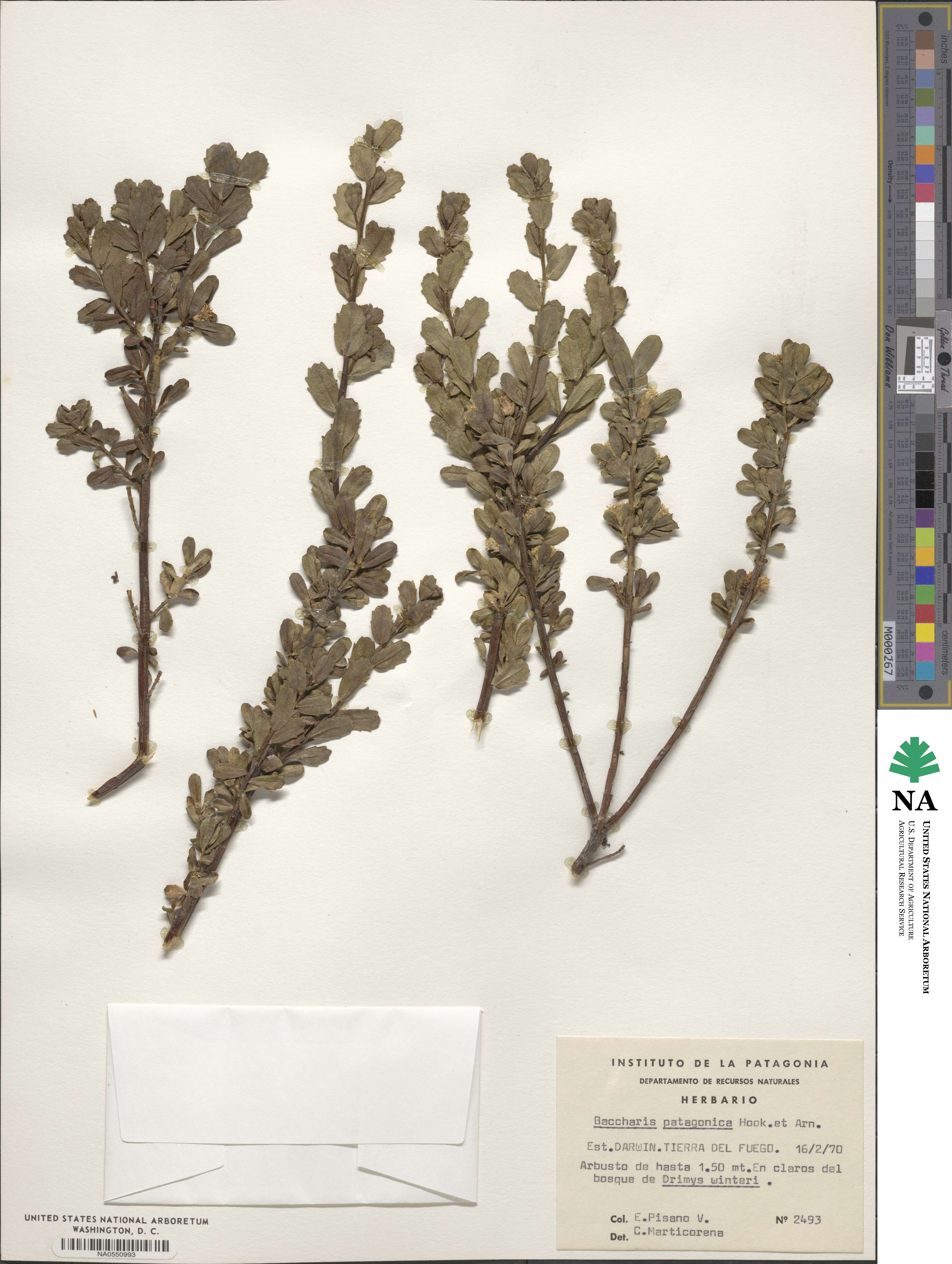 Baccharis patagonica image