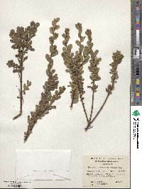 Baccharis patagonica image