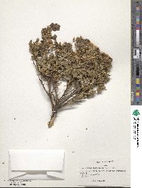 Baccharis patagonica image