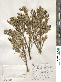 Baccharis patagonica image