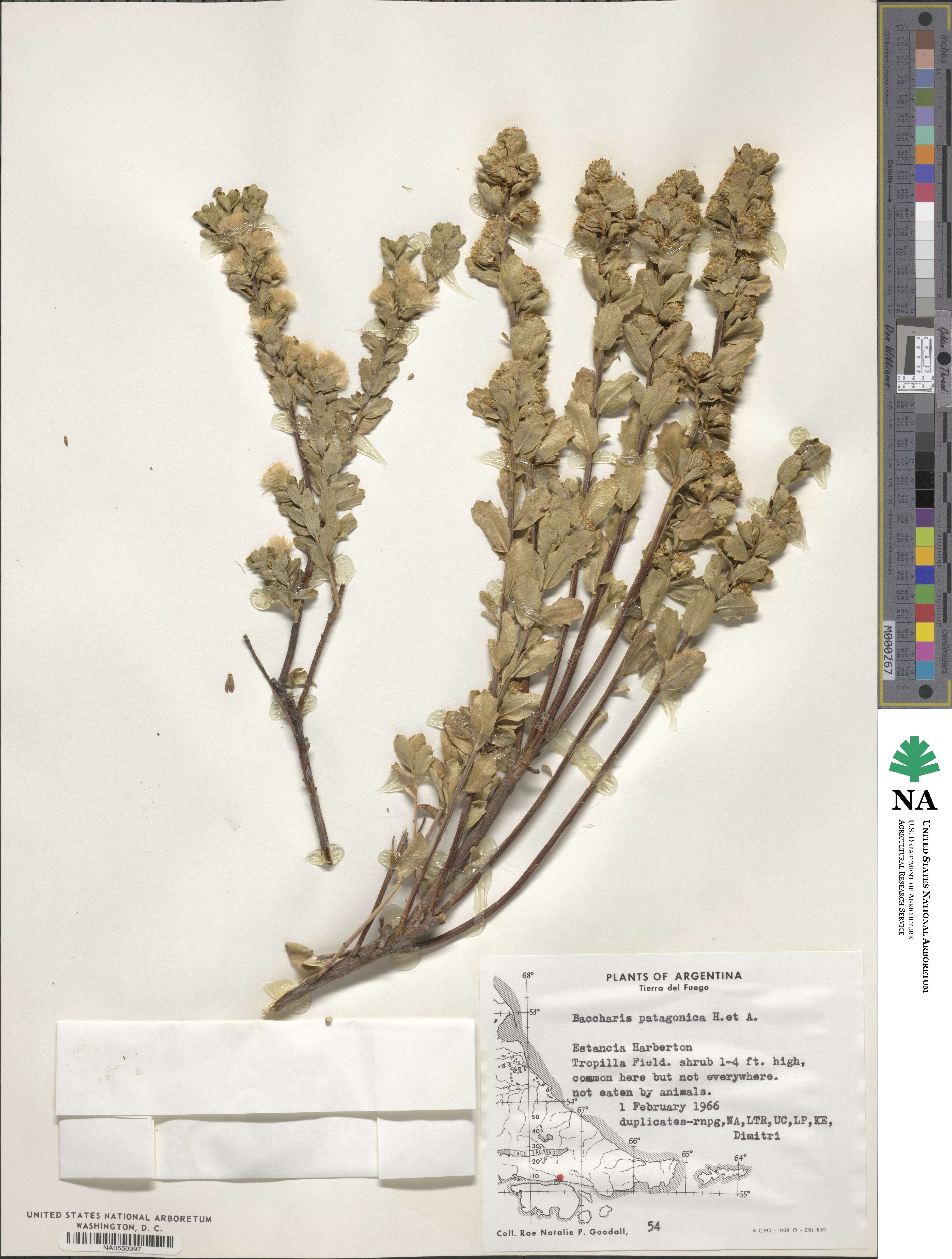 Baccharis patagonica image