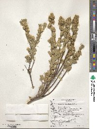 Baccharis patagonica image