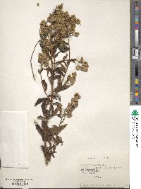 Baccharis racemosa image