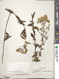 Baccharis racemosa image