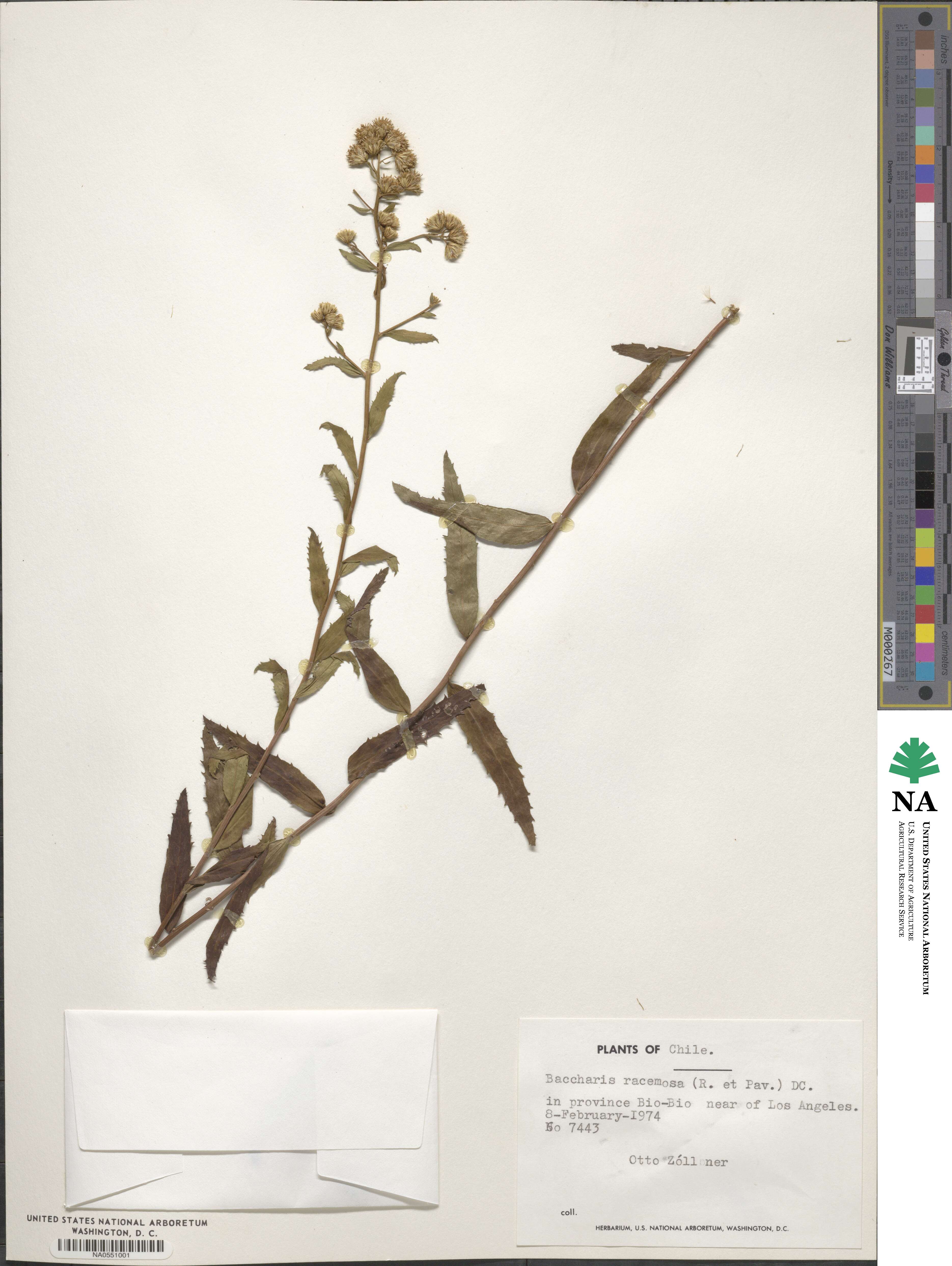 Baccharis racemosa image