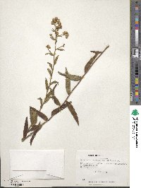 Baccharis racemosa image