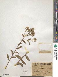 Baccharis racemosa image