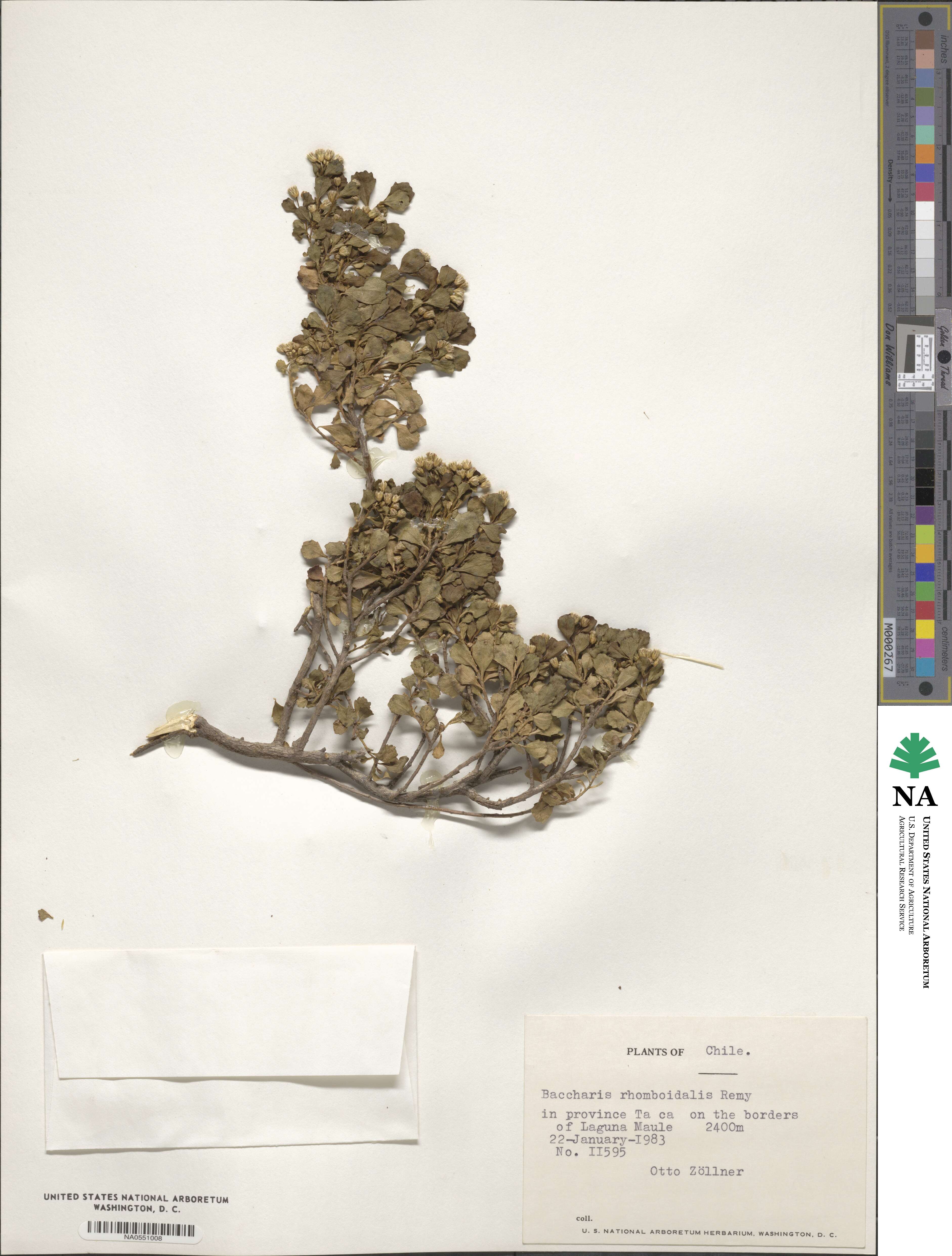 Baccharis rhomboidalis image
