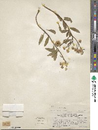 Baccharis latifolia image