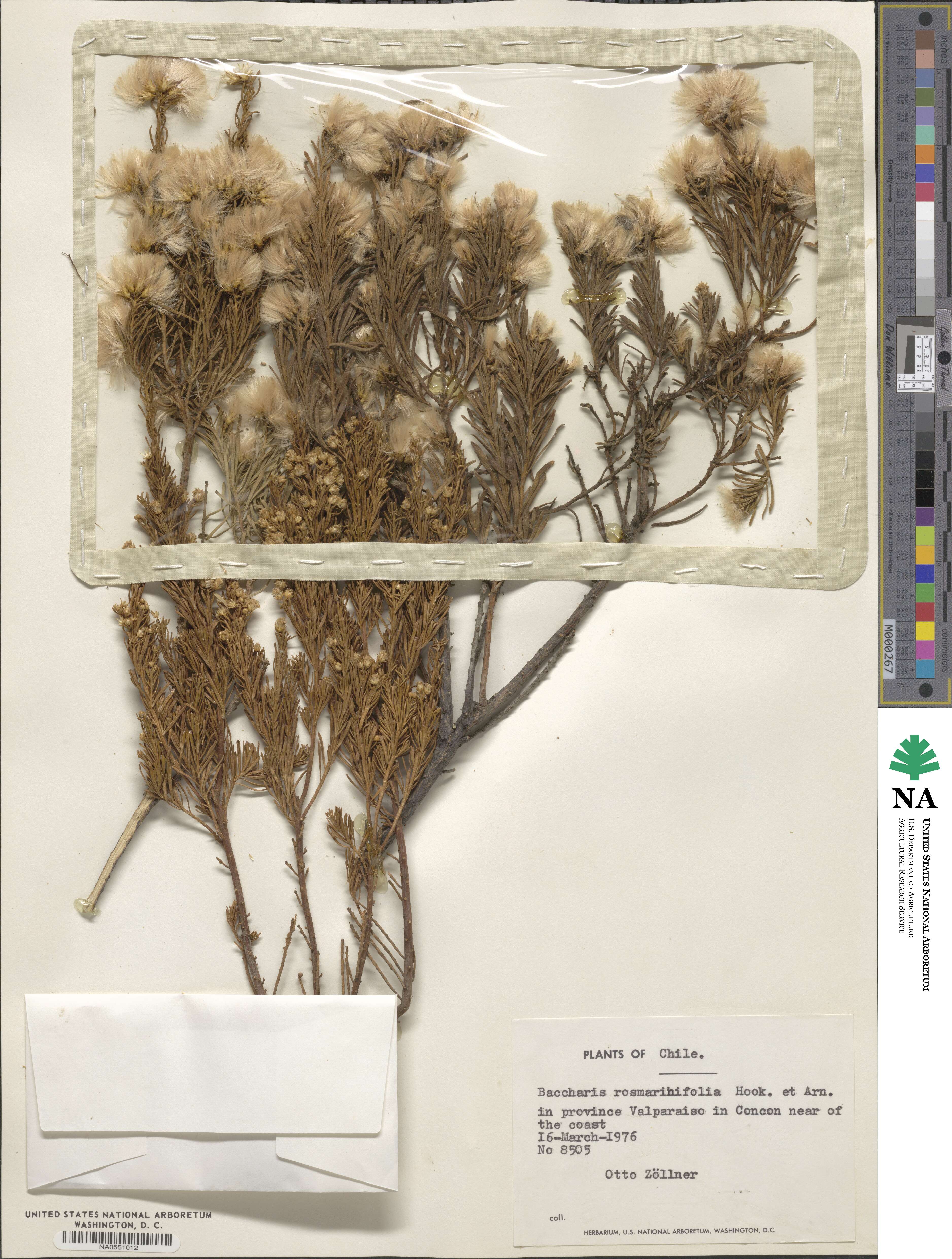Baccharis linearis image
