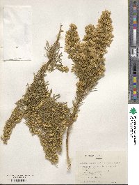 Baccharis linearis image