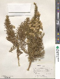 Baccharis linearis image