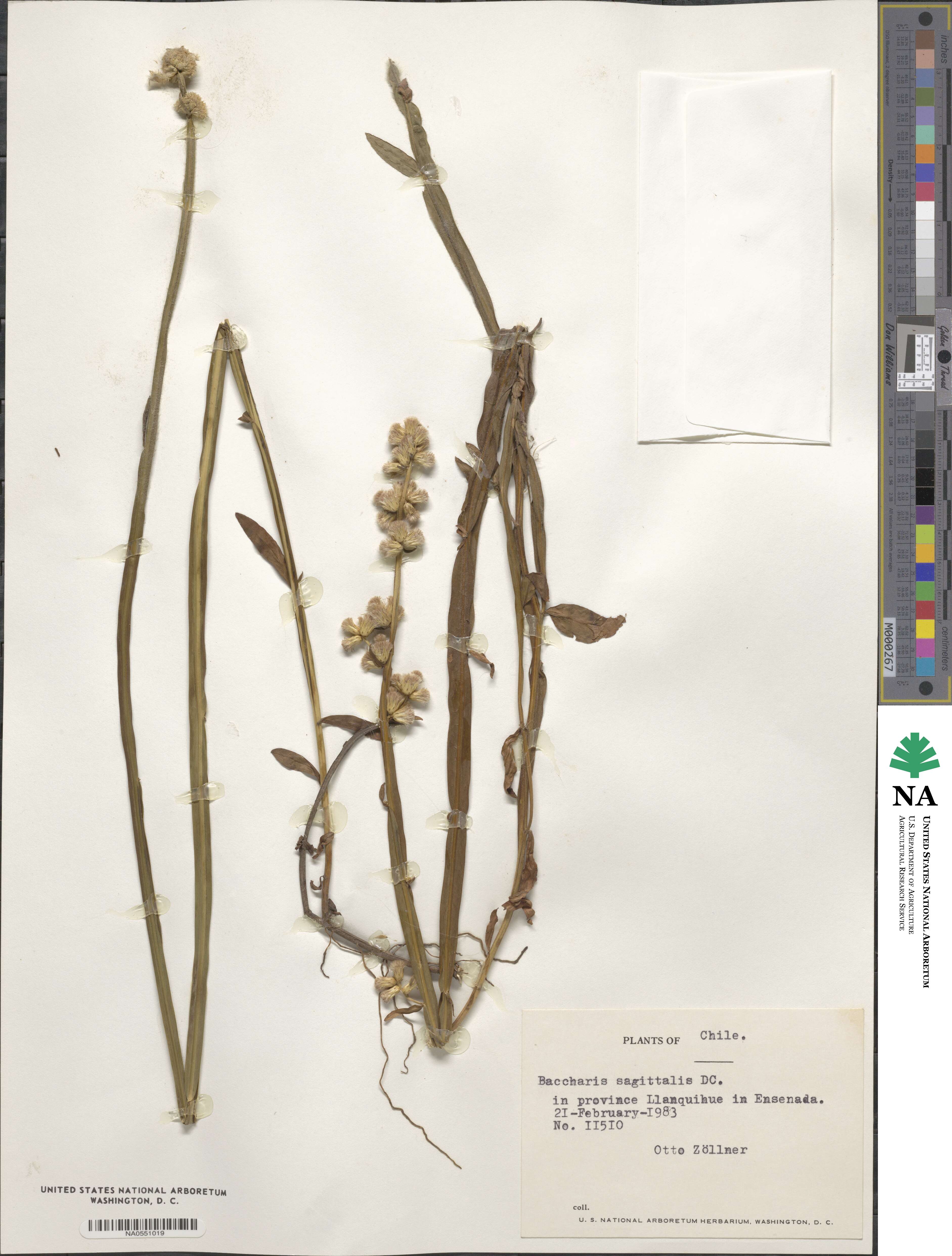 Baccharis sagittalis image