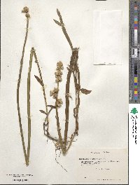 Baccharis sagittalis image