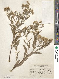 Baccharis salicifolia image