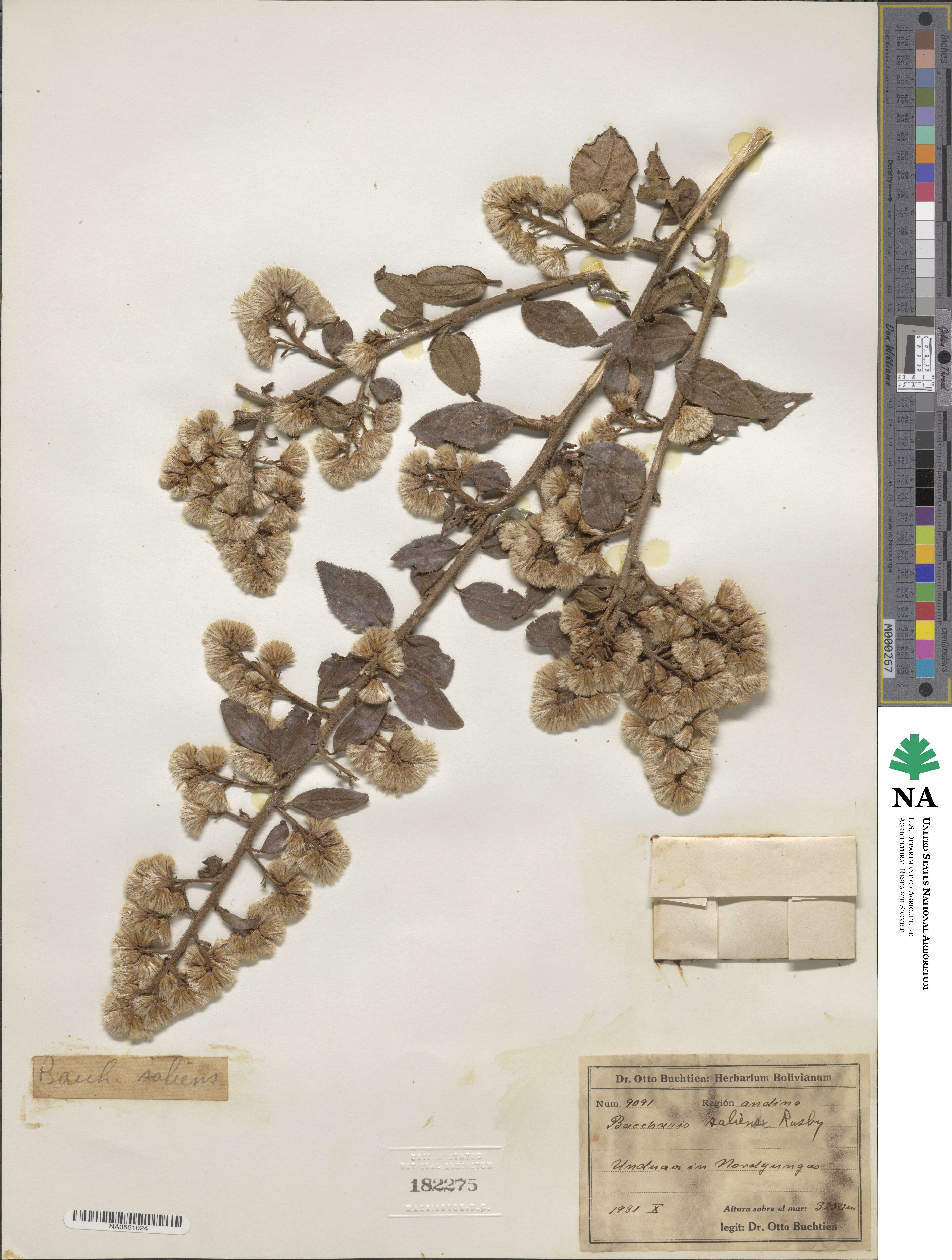 Baccharis saliens image