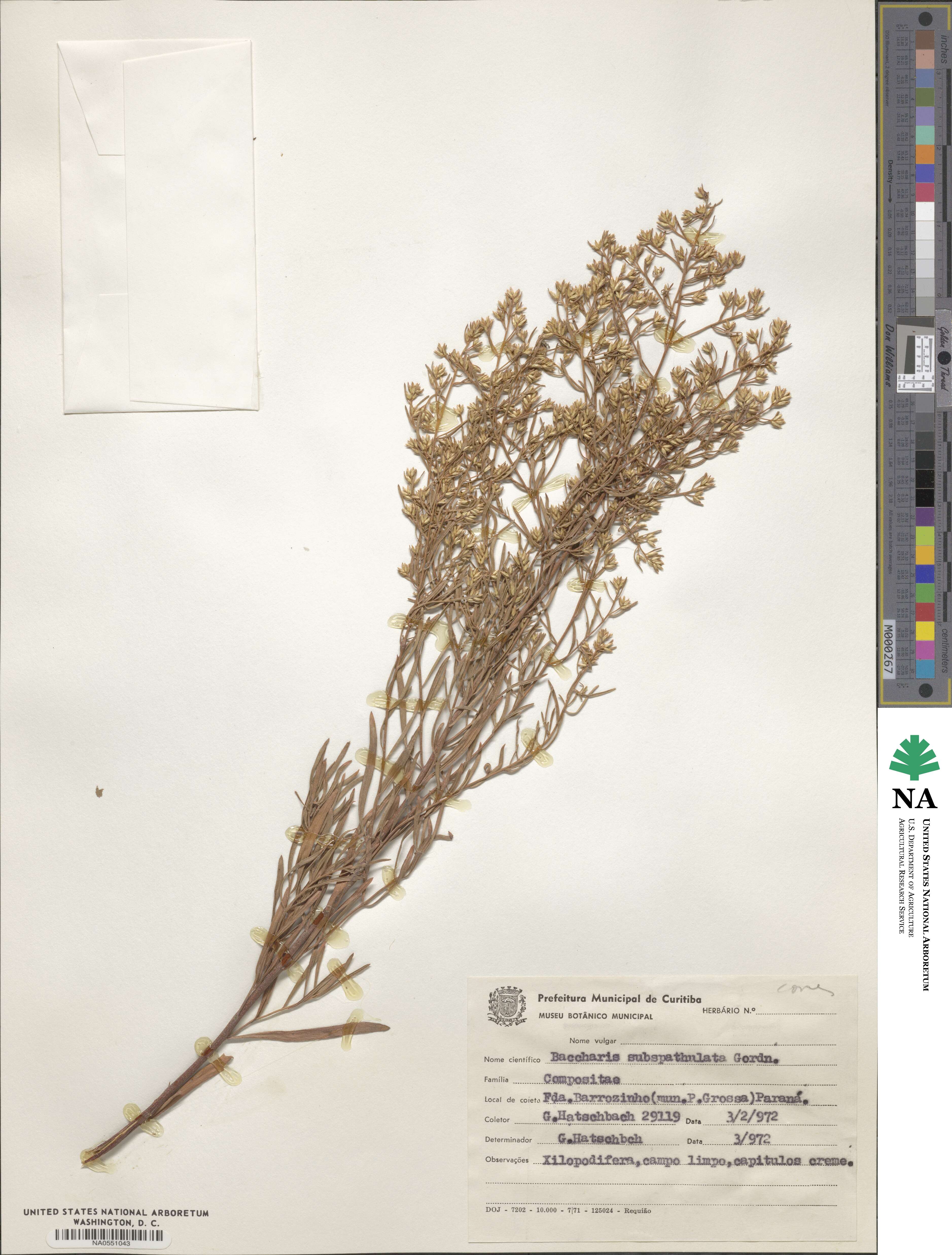 Baccharis linearifolia subsp. linearifolia image