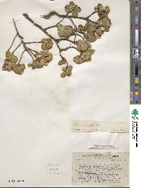 Baccharis teindalensis image