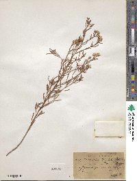 Baccharis pseudotenuifolia image