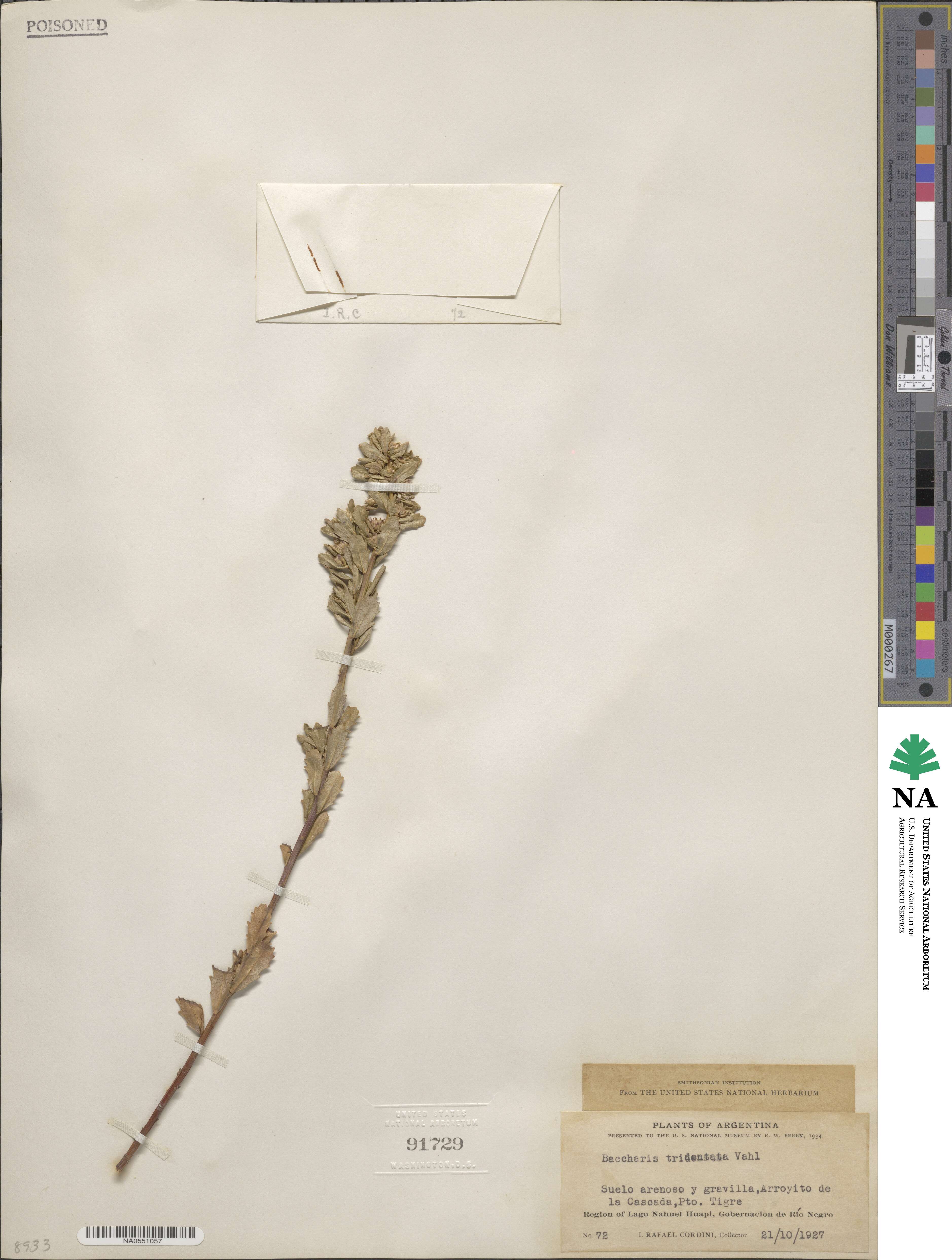 Baccharis tridentata image