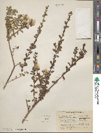 Baccharis tridentata image