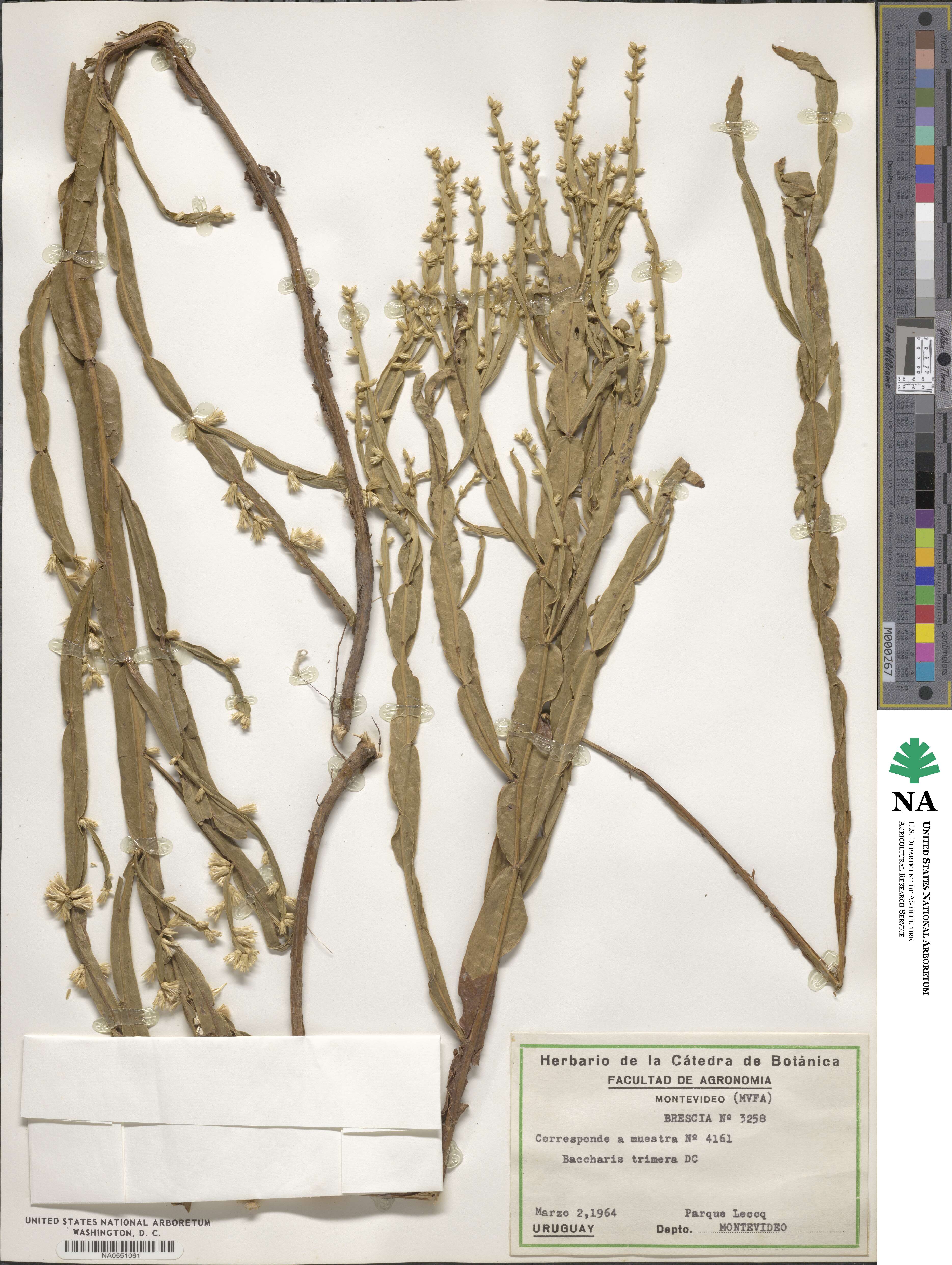 Baccharis trimera image