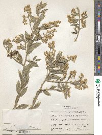 Baccharis rhexioides image