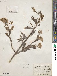 Baccharis rhexioides image