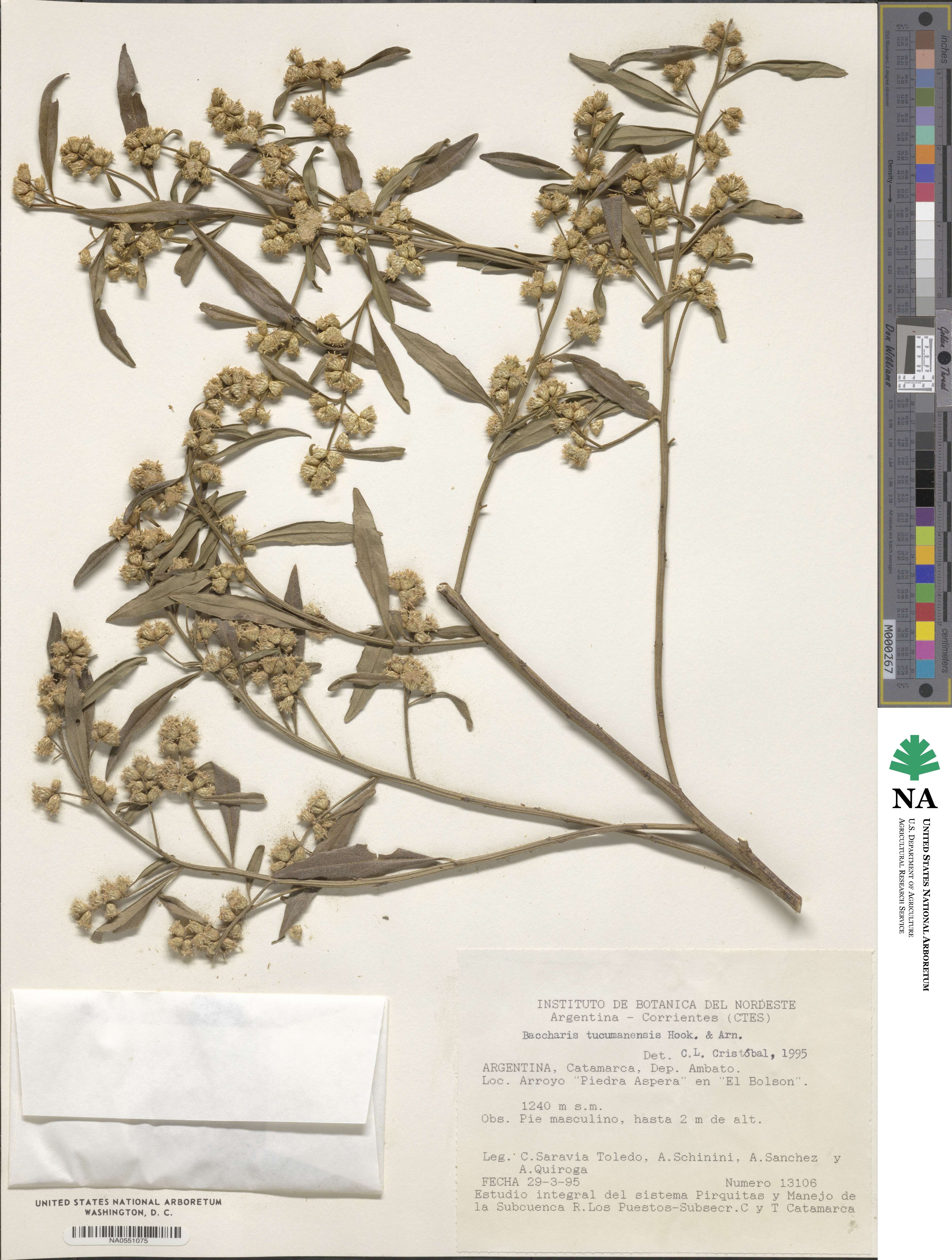 Baccharis tucumanensis image