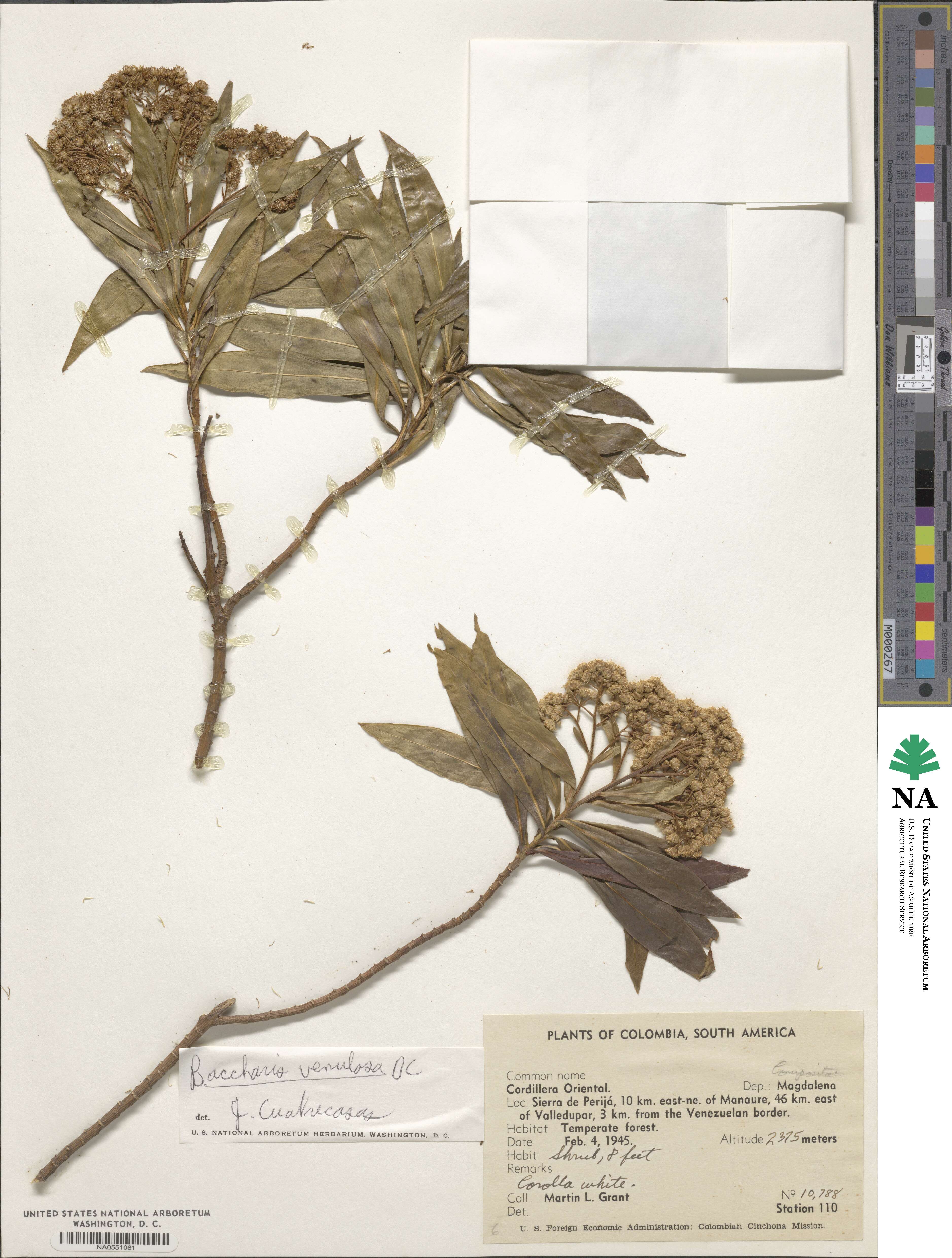 Baccharis brachylaenoides image