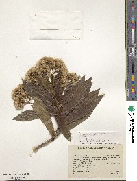 Baccharis brachylaenoides image