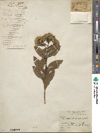 Baccharis floribunda image