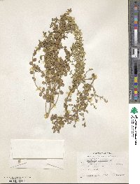 Baccharis pilularis image