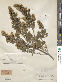 Baccharis pilularis image