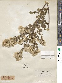 Baccharis pilularis image